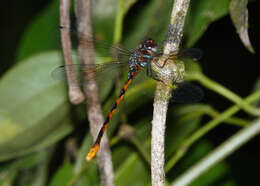 Image of Ochre-tipped Darner