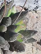 Imagem de Adromischus cristatus var. schonlandii (Phill.) Tölken