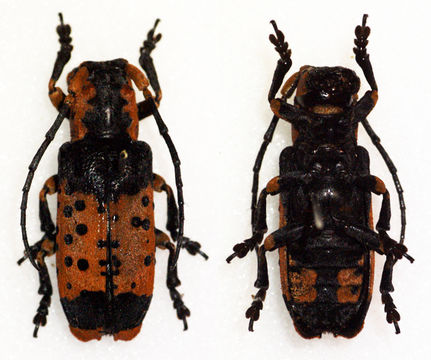 Image of <i>Sthenias varius</i> (Olivier 1792)