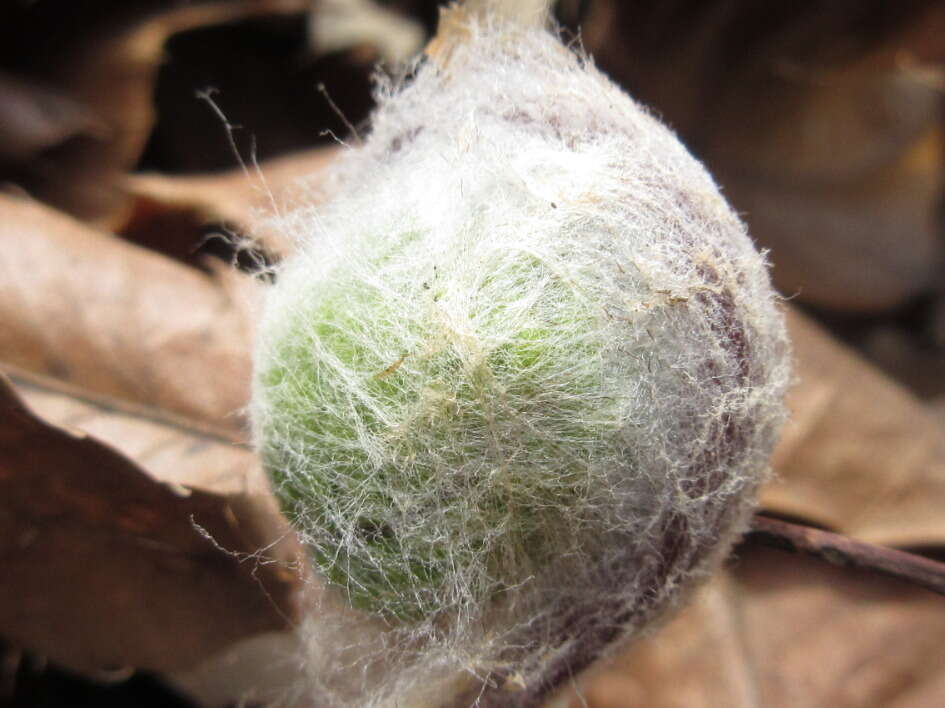 Image of Osmunda japonica Thunb.