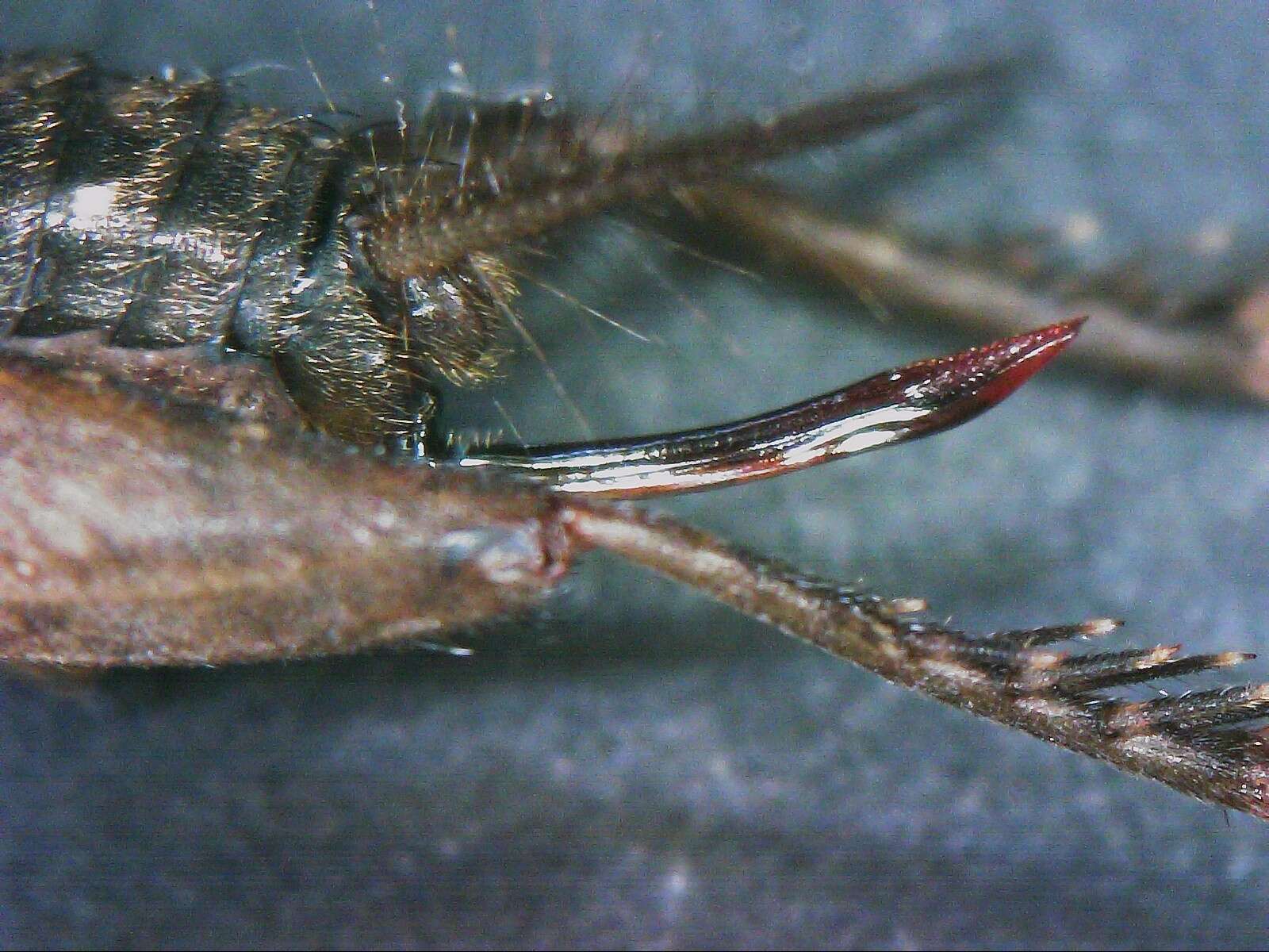 Image of Cuban Ground Cricket