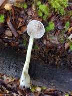 Image of Cortinarius aerugineoconicus E. Horak 1990