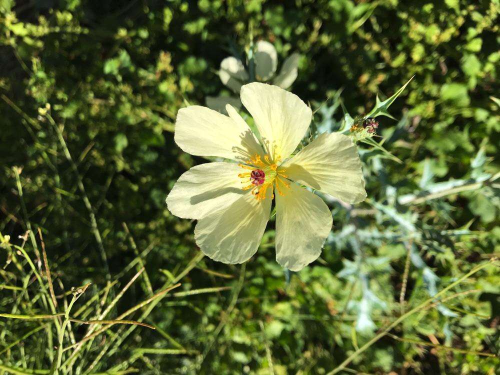 Argemone ochroleuca subsp. ochroleuca resmi