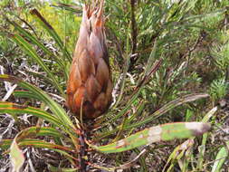 Imagem de Protea longifolia Andr.