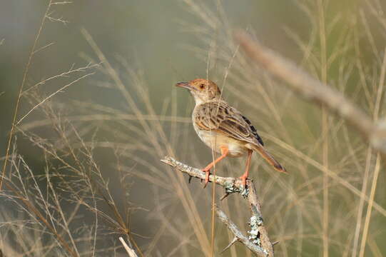 Слика од Cisticola galactotes galactotes (Temminck 1821)