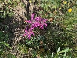 Image de Pedicularis parryi subsp. purpurea (Parry) G. D. Carr