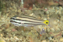 Image of Toothy cardinalfish