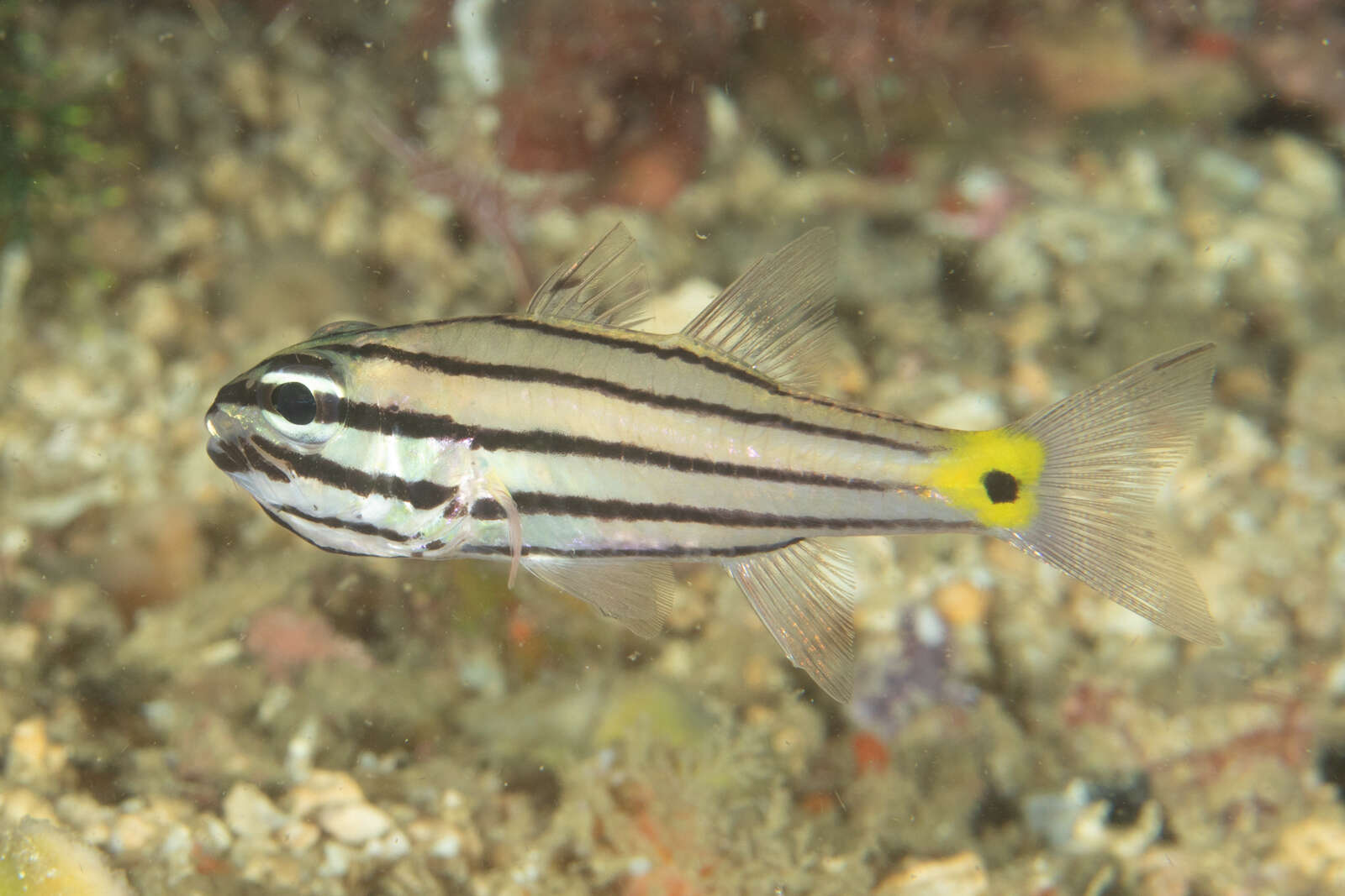 Слика од Cheilodipterus isostigmus (Schultz 1940)