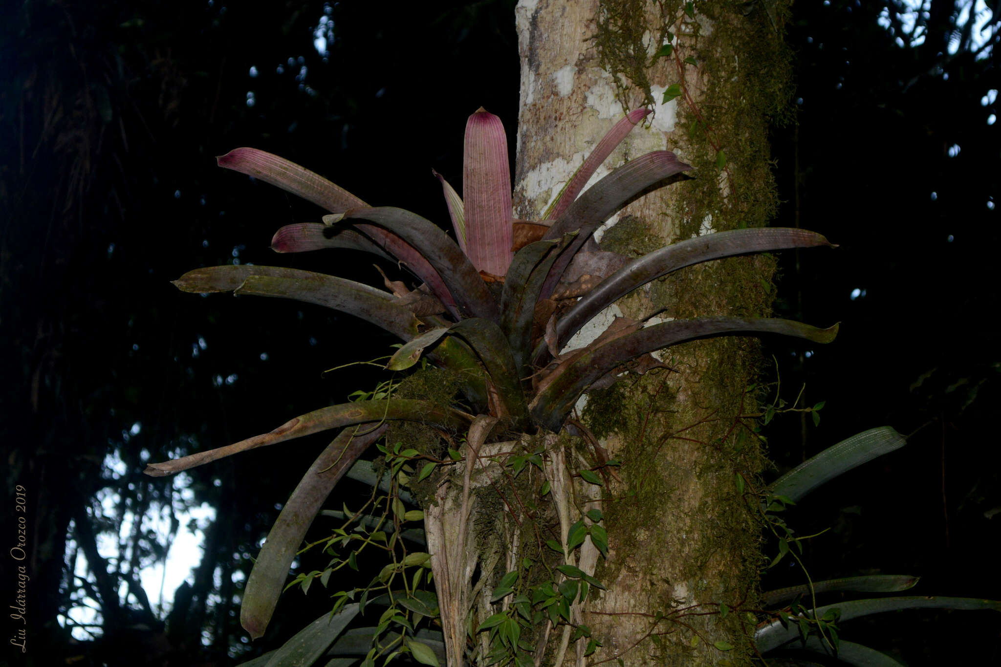 Image of Vriesea platynema Gaudich.