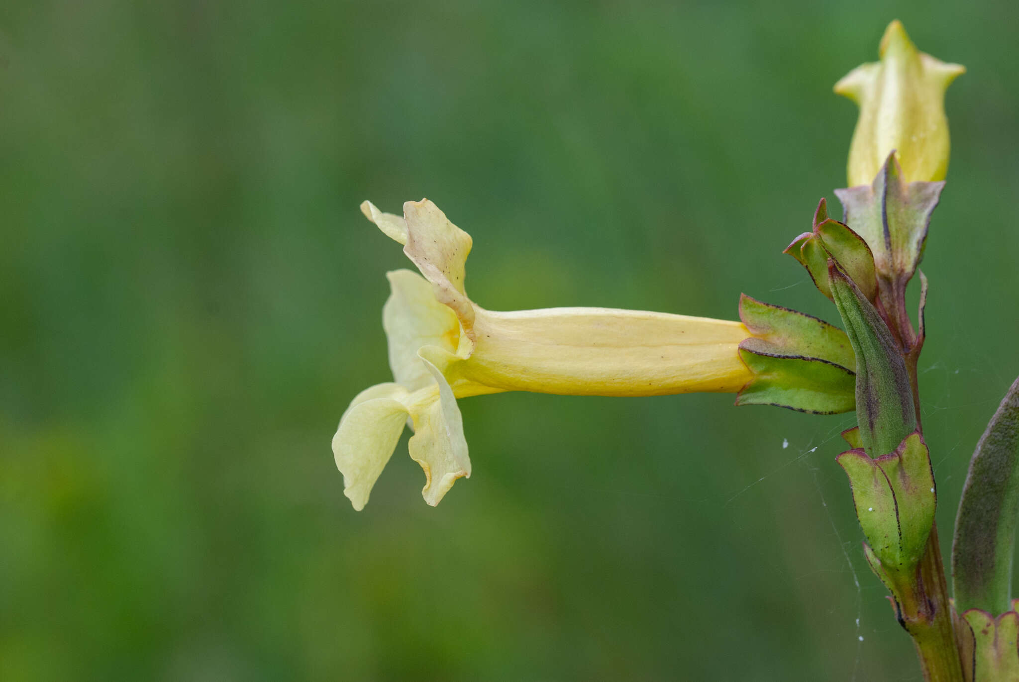 Image of Incarvillea lutea Bureau & Franch.