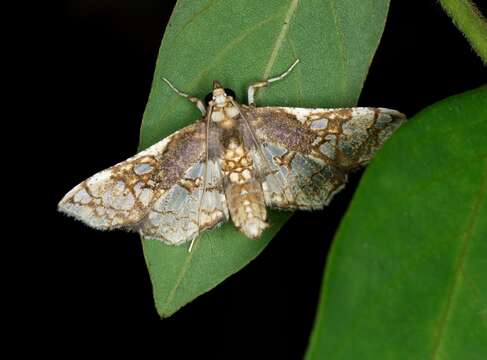 Image of Sweetpotato vineborer