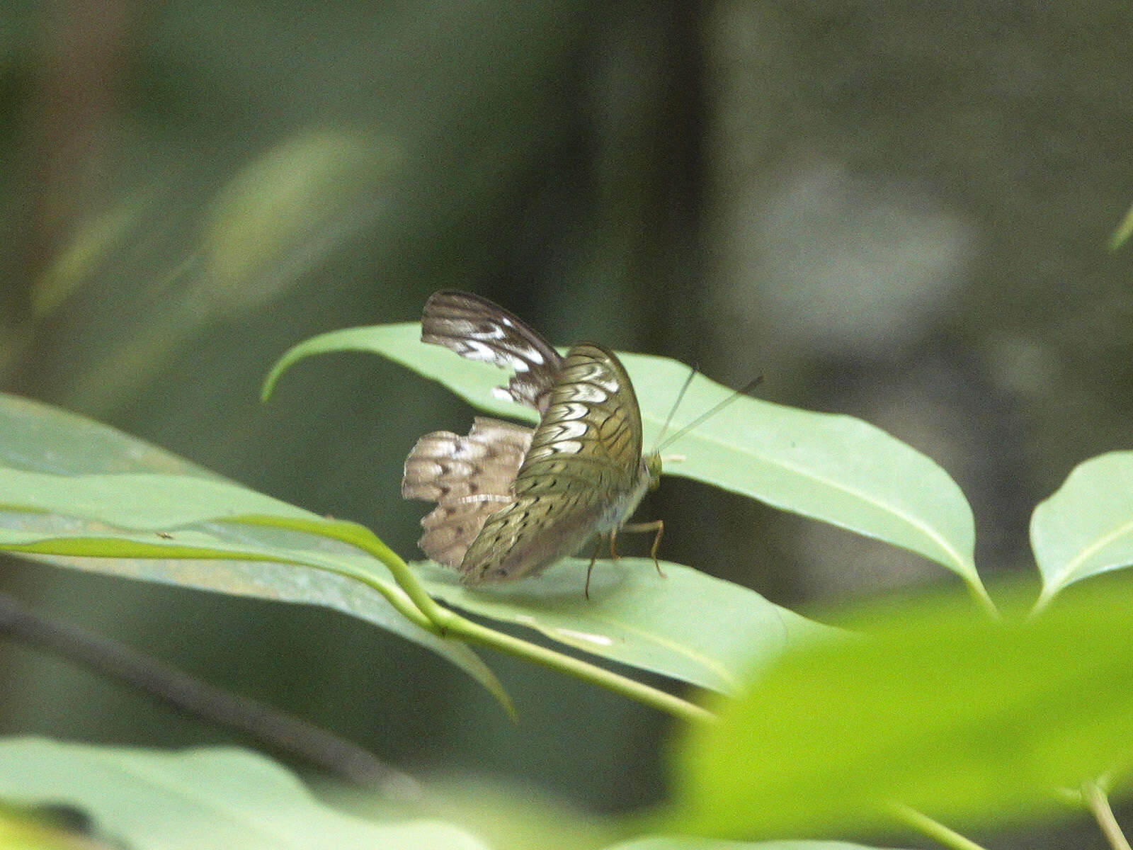 Image of Malay Viscount