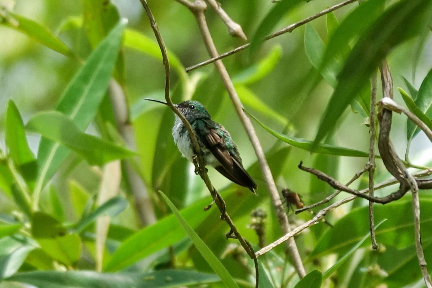 Image of Plain-bellied Emerald