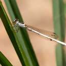 Image of Agriocnemis argentea Tillyard 1906