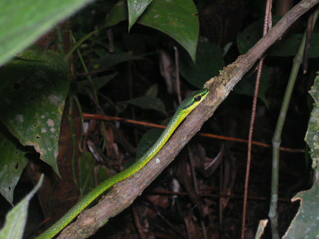 Image of Cope's Parrot Snake