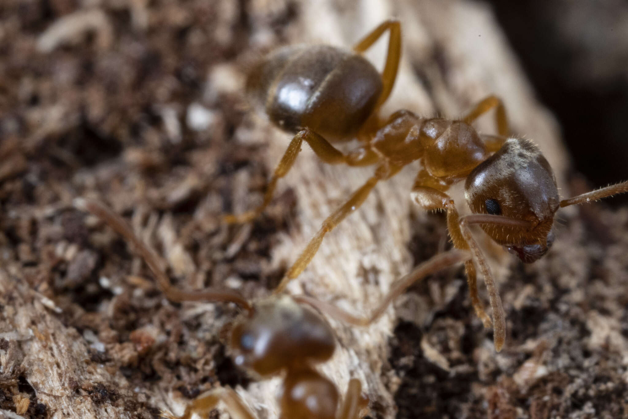 Image de Lasius pallitarsis (Provancher 1881)