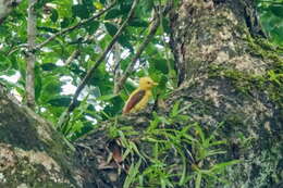 Image of Cream-colored Woodpecker