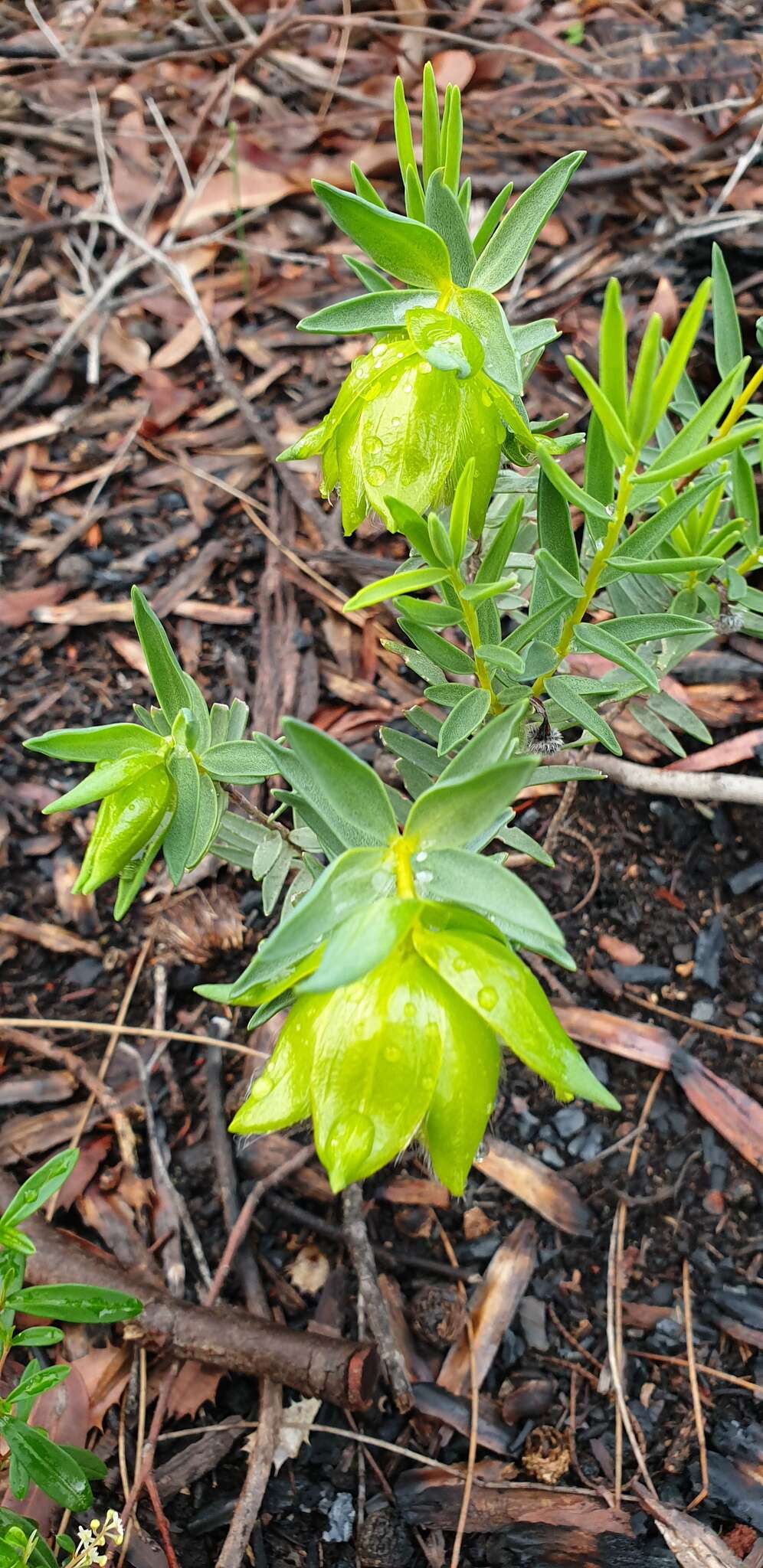 Image of Pimelea suaveolens Meissn.