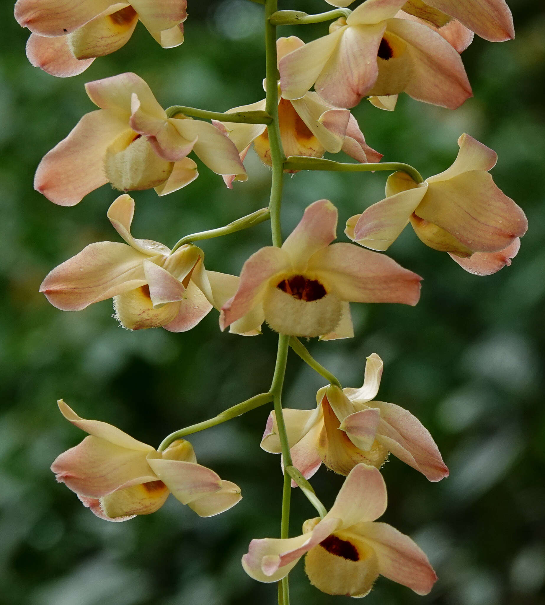 Imagem de Dendrobium moschatum (Banks) Sw.