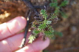 Image de Acaena pinnatifida Ruiz & Pav.