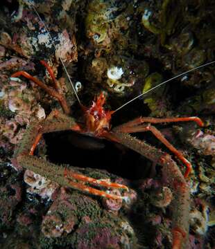 Image of rugose squat lobster