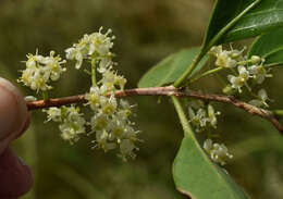 Image of Denhamia disperma (F. Müll.) M. P. Simmons