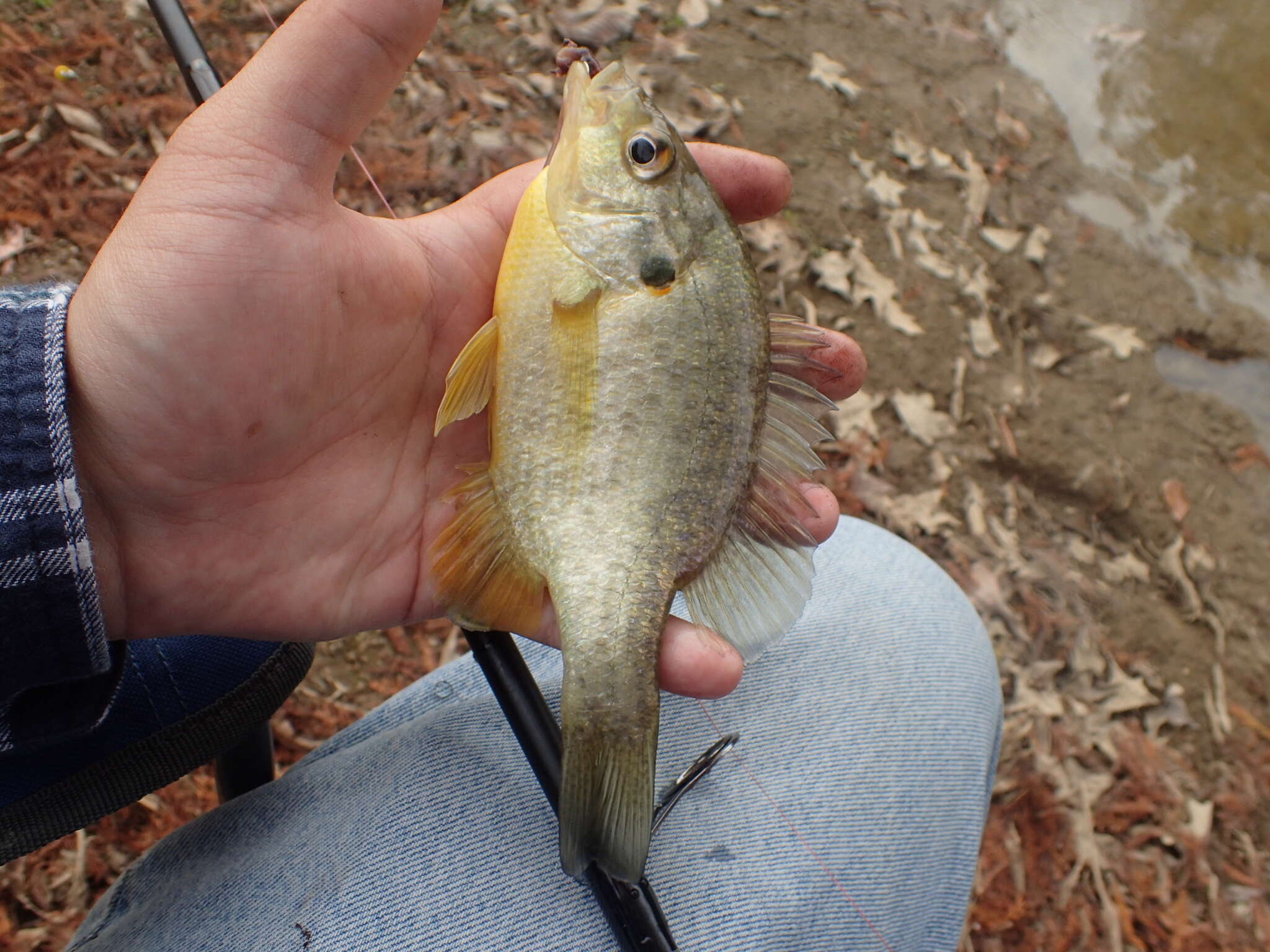 Image of Redear Sunfish