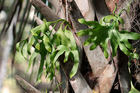 Image of hand fern