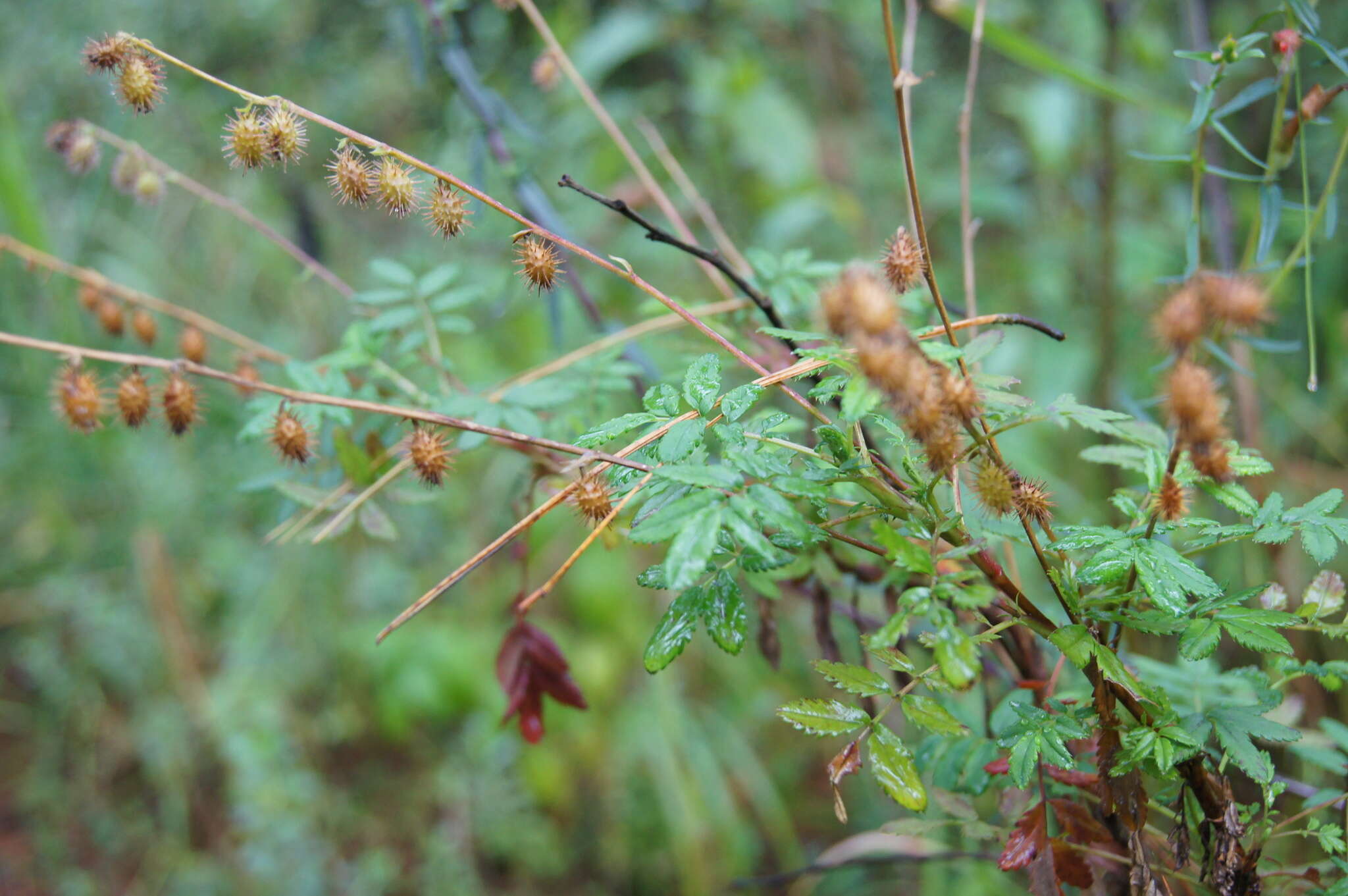 Image of Acaena elongata L.