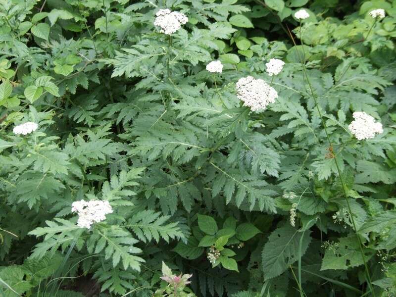 Image of Tanacetum macrophyllum (Waldst. & Kit.) Sch. Bip.