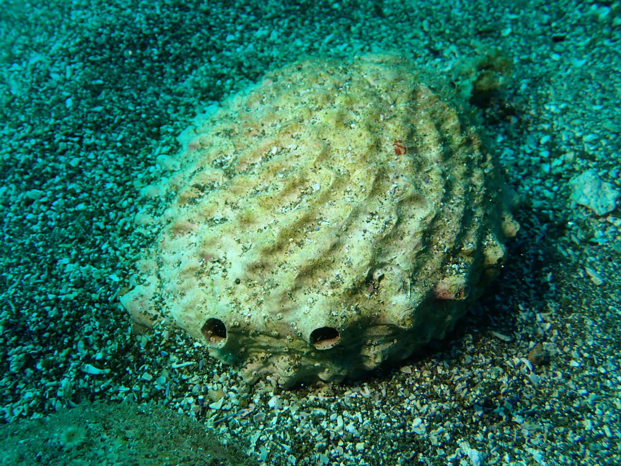 Image of pink abalone