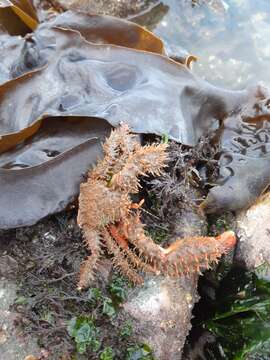 Image of hairy crab