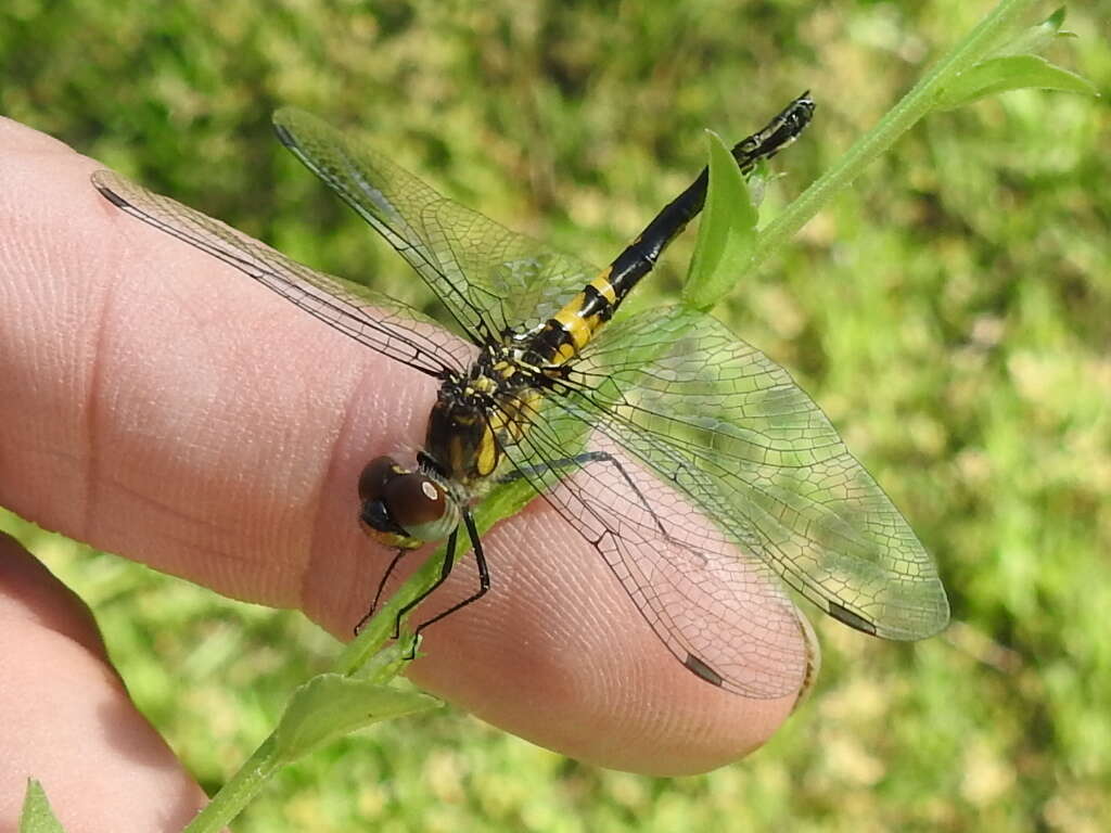 Слика од Celithemis verna Pritchard 1935