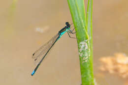 Image of Black-fronted Forktail