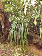 Image de Vittaria isoetifolia Bory
