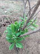 Imagem de Aesculus parryi A. Gray