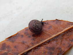 Image of mask snail