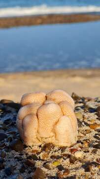 Image of Dead man’s fingers