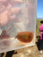 Image of Vernal pool tadpole shrimp