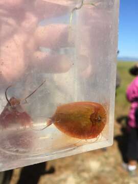 Image of Vernal pool tadpole shrimp