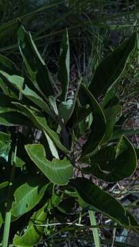 Image of Crossandra nobilis Benoist