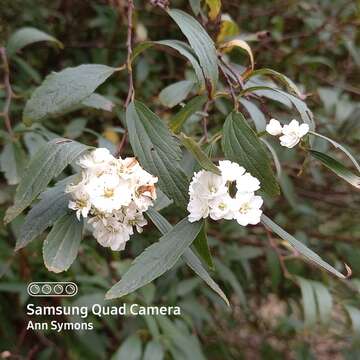 Image of Reeves' meadowsweet