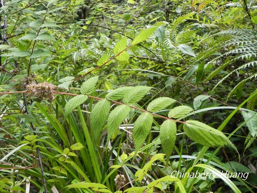 Image of Rubus inopertus (Diels) Focke