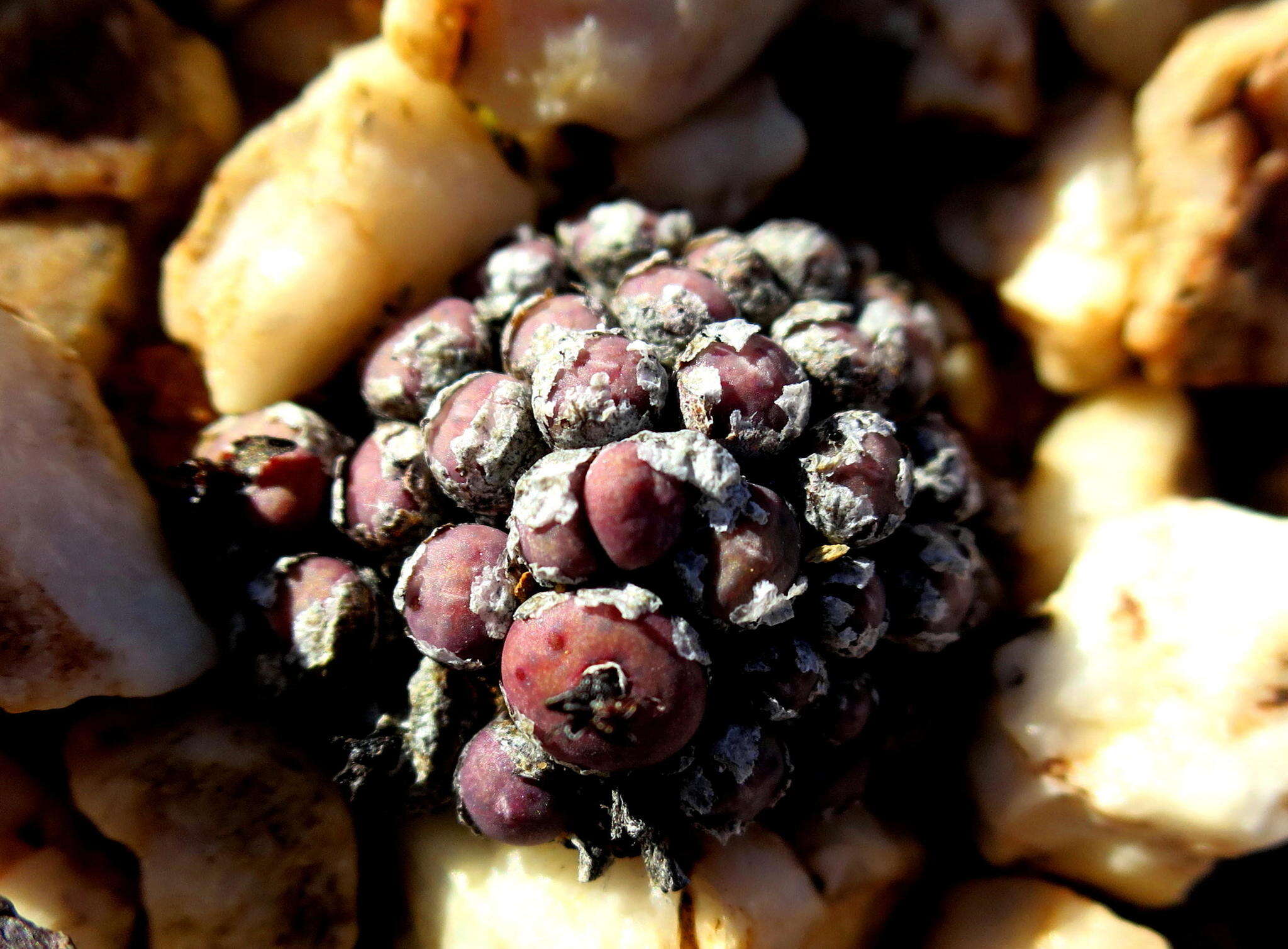 Image of Conophytum piluliforme subsp. piluliforme