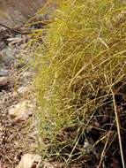 Image of hog's-fennel