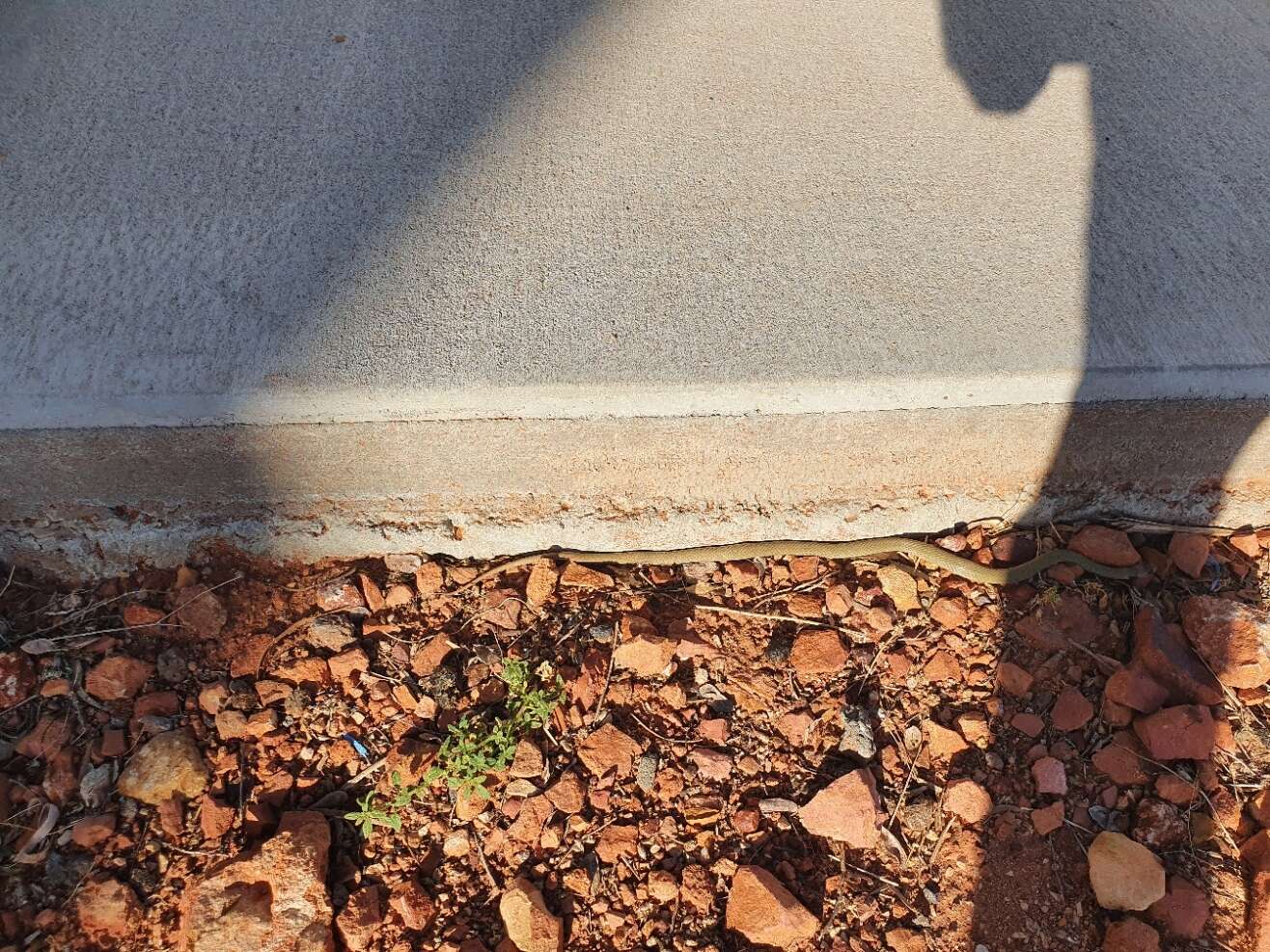 Image of Ringed Brown Snake