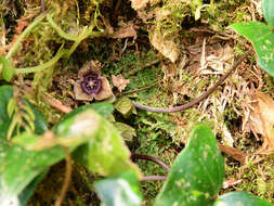 Image of Asarum taipingshanianum S. F. Huang, T. H. Hsieh & T. C. Huang