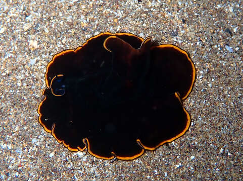 Image of red-rim flatworm