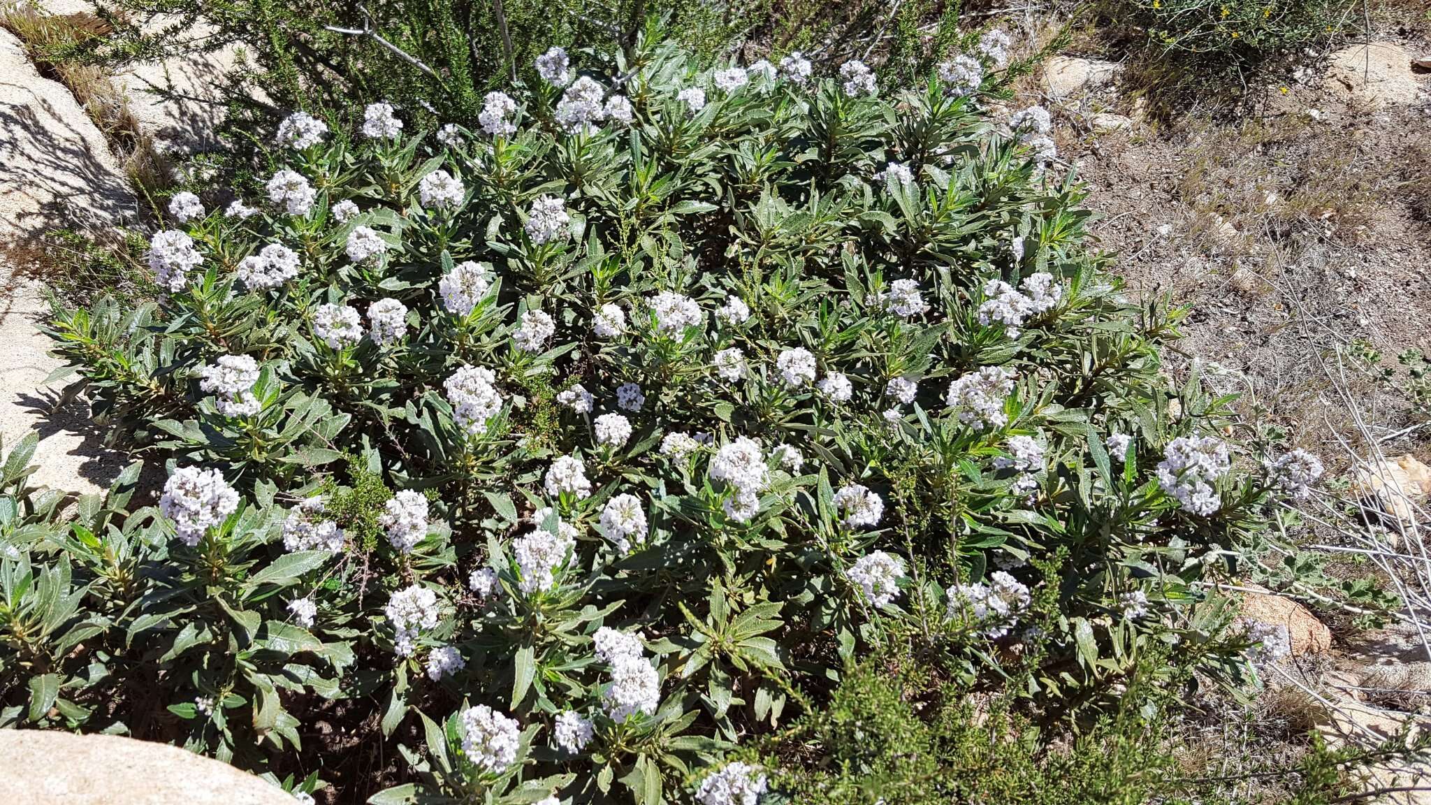 Image of hairy yerba santa