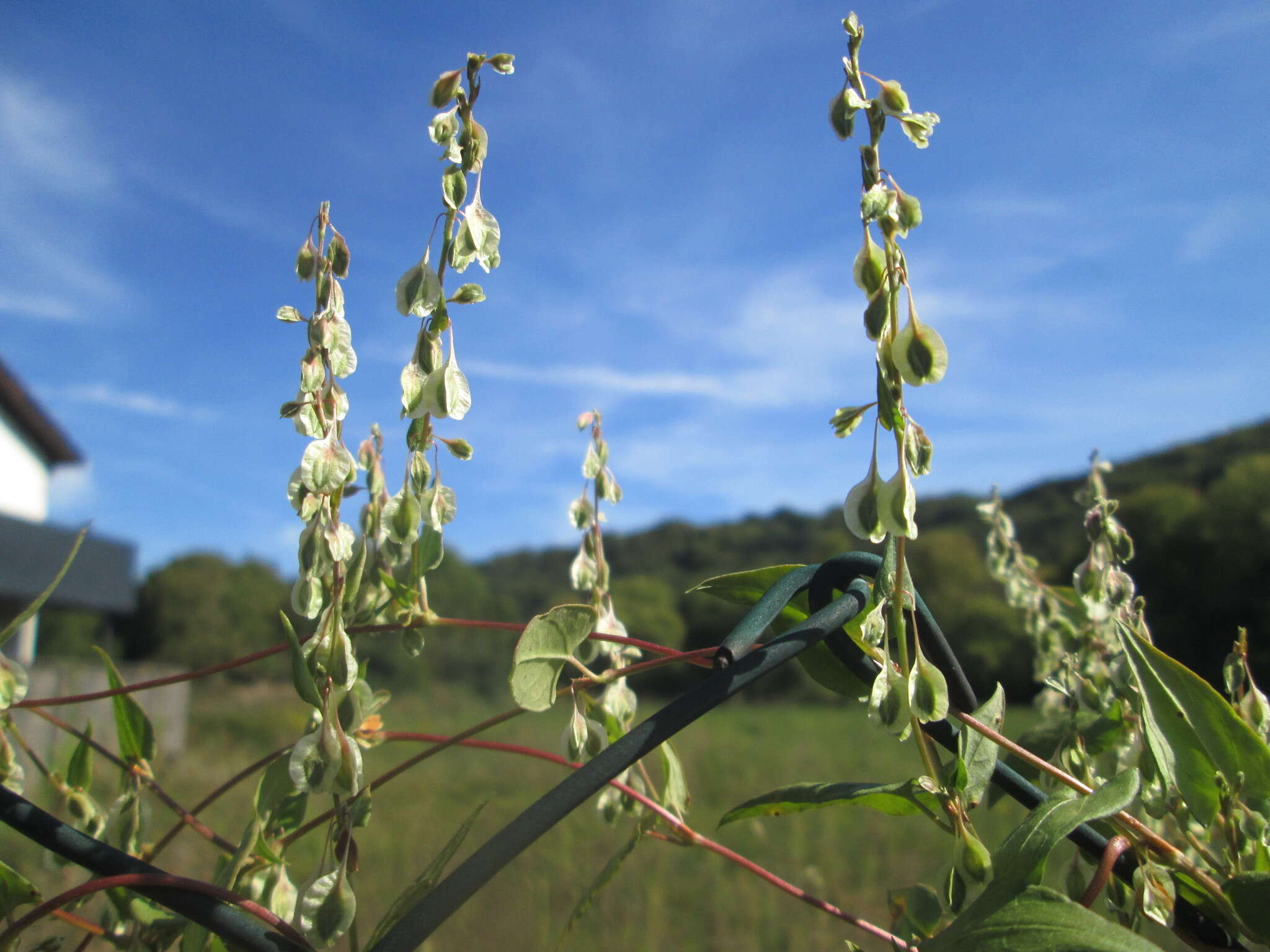 صورة Fallopia dumetorum (L.) J. Holub